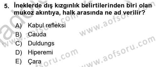 Doğum Bilgisi ve Suni Tohumlama Dersi 2018 - 2019 Yılı Yaz Okulu Sınav Soruları 5. Soru