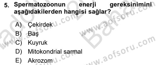 Doğum Bilgisi ve Suni Tohumlama Dersi 2021 - 2022 Yılı (Vize) Ara Sınav Soruları 5. Soru