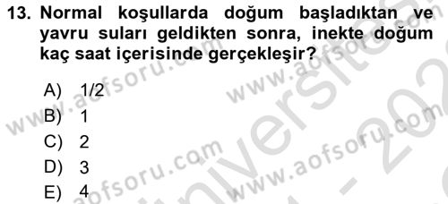 Doğum Bilgisi ve Suni Tohumlama Dersi 2021 - 2022 Yılı Yaz Okulu Sınav Soruları 13. Soru