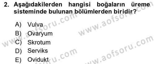 Doğum Bilgisi ve Suni Tohumlama Dersi 2021 - 2022 Yılı Yaz Okulu Sınav Soruları 2. Soru