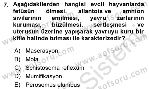 Doğum Bilgisi ve Suni Tohumlama Dersi 2022 - 2023 Yılı Yaz Okulu Sınav Soruları 7. Soru