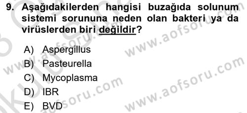 Doğum Bilgisi ve Suni Tohumlama Dersi 2022 - 2023 Yılı Yaz Okulu Sınav Soruları 9. Soru