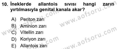 Doğum Bilgisi ve Suni Tohumlama Dersi 2023 - 2024 Yılı Yaz Okulu Sınav Soruları 10. Soru