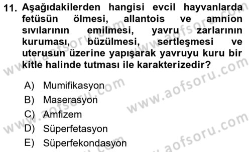 Doğum Bilgisi ve Suni Tohumlama Dersi 2023 - 2024 Yılı Yaz Okulu Sınav Soruları 11. Soru