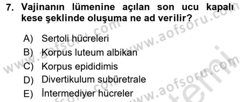 Doğum Bilgisi ve Suni Tohumlama Dersi 2023 - 2024 Yılı Yaz Okulu Sınav Soruları 7. Soru