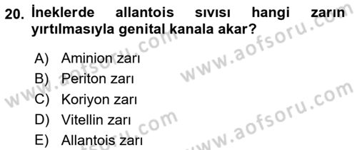 Doğum Bilgisi ve Suni Tohumlama Dersi 2024 - 2025 Yılı (Vize) Ara Sınav Soruları 20. Soru