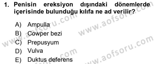 Doğum Bilgisi ve Suni Tohumlama Dersi 2024 - 2025 Yılı Yaz Okulu Sınav Soruları 1. Soru