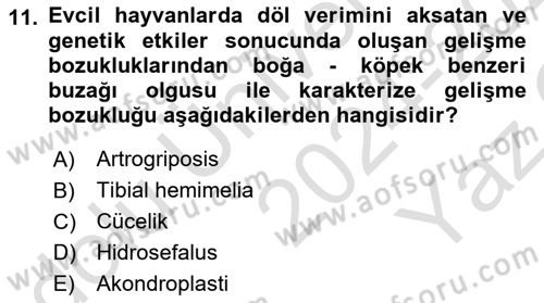 Doğum Bilgisi ve Suni Tohumlama Dersi 2024 - 2025 Yılı Yaz Okulu Sınav Soruları 11. Soru
