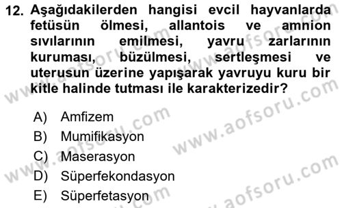 Doğum Bilgisi ve Suni Tohumlama Dersi 2024 - 2025 Yılı Yaz Okulu Sınav Soruları 12. Soru