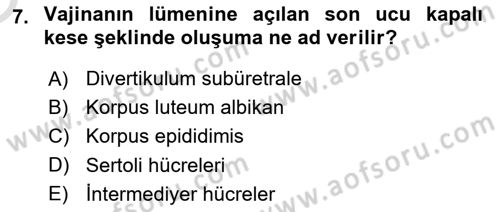 Doğum Bilgisi ve Suni Tohumlama Dersi 2024 - 2025 Yılı Yaz Okulu Sınav Soruları 7. Soru