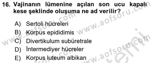 Doğum Bilgisi ve Suni Tohumlama Dersi 2025 - 2026 Yılı (Vize) Ara Sınav Soruları 16. Soru