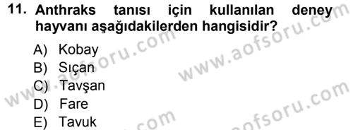 Veteriner Mikrobiyoloji ve Epidemiyoloji Dersi 2012 - 2013 Yılı (Vize) Ara Sınav Soruları 11. Soru
