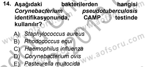 Veteriner Mikrobiyoloji ve Epidemiyoloji Dersi Ara Sınavı Deneme Sınav Soruları 14. Soru