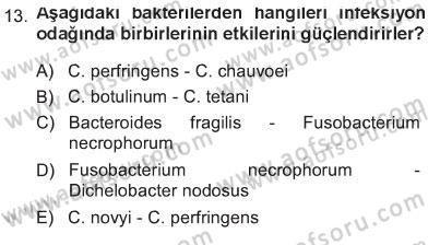 Veteriner Mikrobiyoloji ve Epidemiyoloji Dersi 2012 - 2013 Yılı Tek Ders Sınav Soruları 13. Soru