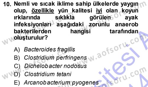 Veteriner Mikrobiyoloji ve Epidemiyoloji Dersi 2013 - 2014 Yılı (Final) Dönem Sonu Sınav Soruları 10. Soru