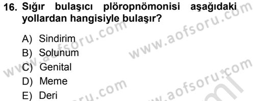 Veteriner Mikrobiyoloji ve Epidemiyoloji Dersi 2013 - 2014 Yılı Tek Ders Sınav Soruları 16. Soru