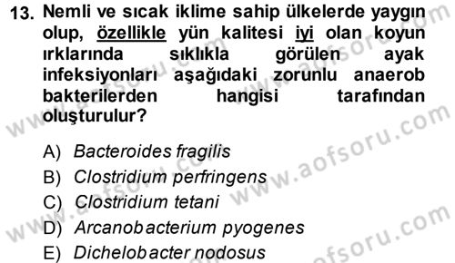 Veteriner Mikrobiyoloji ve Epidemiyoloji Dersi 2014 - 2015 Yılı Tek Ders Sınav Soruları 13. Soru