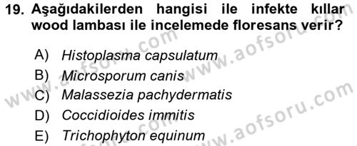 Veteriner Mikrobiyoloji ve Epidemiyoloji Dersi 2016 - 2017 Yılı 3 Ders Sınav Soruları 19. Soru