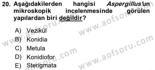 Veteriner Mikrobiyoloji ve Epidemiyoloji Dersi 2016 - 2017 Yılı 3 Ders Sınav Soruları 20. Soru