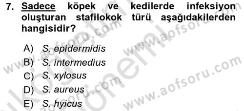 Veteriner Mikrobiyoloji ve Epidemiyoloji Dersi 2016 - 2017 Yılı (Vize) Ara Sınav Soruları 7. Soru