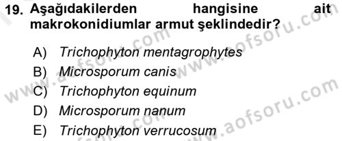 Veteriner Mikrobiyoloji ve Epidemiyoloji Dersi 2016 - 2017 Yılı (Final) Dönem Sonu Sınav Soruları 19. Soru