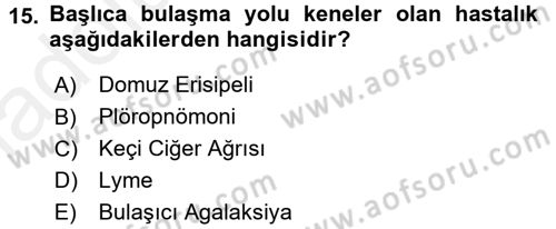 Veteriner Mikrobiyoloji ve Epidemiyoloji Dersi 2017 - 2018 Yılı 3 Ders Sınavı 15. Soru