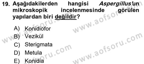 Veteriner Mikrobiyoloji ve Epidemiyoloji Dersi 2017 - 2018 Yılı 3 Ders Sınavı 19. Soru