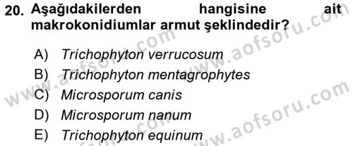 Veteriner Mikrobiyoloji ve Epidemiyoloji Dersi 2017 - 2018 Yılı 3 Ders Sınav Soruları 20. Soru