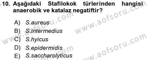Veteriner Mikrobiyoloji ve Epidemiyoloji Dersi Ara Sınavı Deneme Sınav Soruları 10. Soru