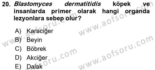Veteriner Mikrobiyoloji ve Epidemiyoloji Dersi 2017 - 2018 Yılı (Final) Dönem Sonu Sınav Soruları 20. Soru