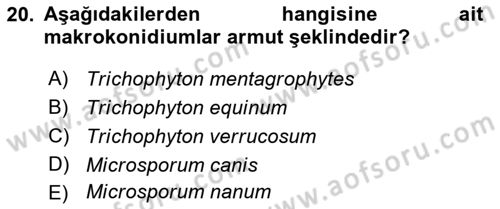 Veteriner Mikrobiyoloji ve Epidemiyoloji Dersi 2018 - 2019 Yılı 3 Ders Sınavı 20. Soru