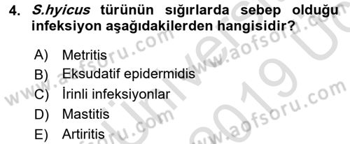 Veteriner Mikrobiyoloji ve Epidemiyoloji Dersi 2018 - 2019 Yılı 3 Ders Sınavı 4. Soru