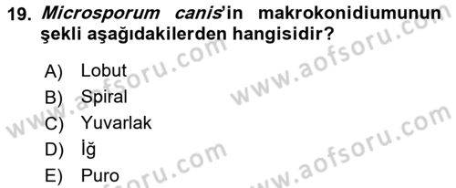 Veteriner Mikrobiyoloji ve Epidemiyoloji Dersi 2018 - 2019 Yılı (Final) Dönem Sonu Sınav Soruları 19. Soru