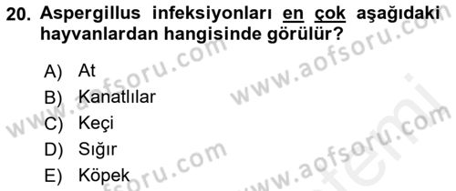 Veteriner Mikrobiyoloji ve Epidemiyoloji Dersi 2018 - 2019 Yılı (Final) Dönem Sonu Sınavı 20. Soru