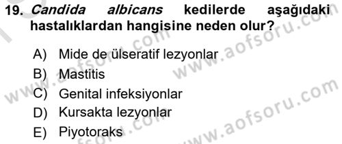 Veteriner Mikrobiyoloji ve Epidemiyoloji Dersi 2021 - 2022 Yılı (Final) Dönem Sonu Sınavı 19. Soru