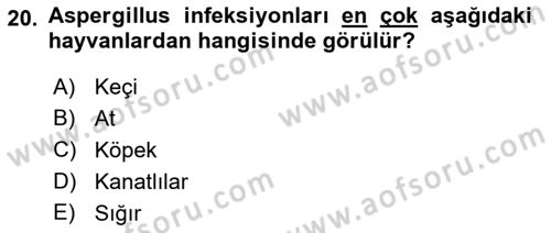 Veteriner Mikrobiyoloji ve Epidemiyoloji Dersi 2021 - 2022 Yılı (Final) Dönem Sonu Sınav Soruları 20. Soru