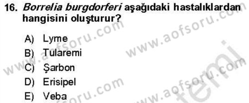 Veteriner Mikrobiyoloji ve Epidemiyoloji Dersi 2021 - 2022 Yılı Yaz Okulu Sınav Soruları 16. Soru