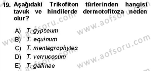 Veteriner Mikrobiyoloji ve Epidemiyoloji Dersi 2021 - 2022 Yılı Yaz Okulu Sınav Soruları 19. Soru