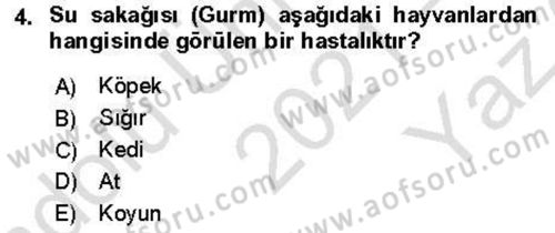 Veteriner Mikrobiyoloji ve Epidemiyoloji Dersi 2021 - 2022 Yılı Yaz Okulu Sınavı 4. Soru