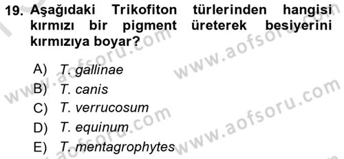 Veteriner Mikrobiyoloji ve Epidemiyoloji Dersi 2022 - 2023 Yılı (Final) Dönem Sonu Sınavı 19. Soru