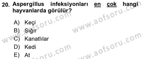 Veteriner Mikrobiyoloji ve Epidemiyoloji Dersi 2022 - 2023 Yılı (Final) Dönem Sonu Sınav Soruları 20. Soru