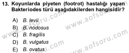 Veteriner Mikrobiyoloji ve Epidemiyoloji Dersi 2022 - 2023 Yılı Yaz Okulu Sınav Soruları 13. Soru
