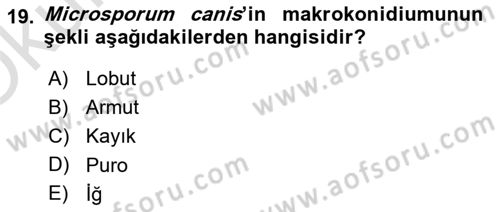 Veteriner Mikrobiyoloji ve Epidemiyoloji Dersi 2022 - 2023 Yılı Yaz Okulu Sınavı 19. Soru