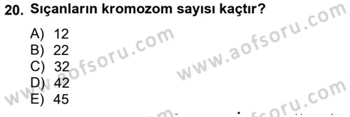 Laboratuvar Hayvanlarını Yetiştirme ve Sağlığı Dersi 2012 - 2013 Yılı (Vize) Ara Sınav Soruları 20. Soru