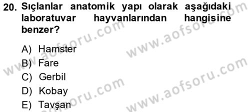 Laboratuvar Hayvanlarını Yetiştirme ve Sağlığı Dersi 2013 - 2014 Yılı (Vize) Ara Sınav Soruları 20. Soru