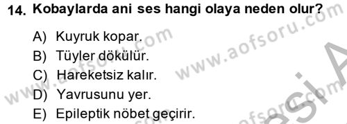 Laboratuvar Hayvanlarını Yetiştirme ve Sağlığı Dersi 2013 - 2014 Yılı (Final) Dönem Sonu Sınav Soruları 14. Soru