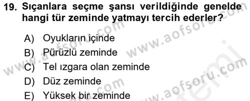 Laboratuvar Hayvanlarını Yetiştirme ve Sağlığı Dersi 2015 - 2016 Yılı (Vize) Ara Sınav Soruları 19. Soru