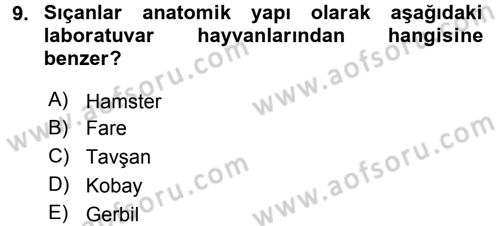 Laboratuvar Hayvanlarını Yetiştirme ve Sağlığı Dersi 2015 - 2016 Yılı Tek Ders Sınavı 9. Soru