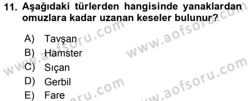 Laboratuvar Hayvanlarını Yetiştirme ve Sağlığı Dersi 2016 - 2017 Yılı 3 Ders Sınav Soruları 11. Soru