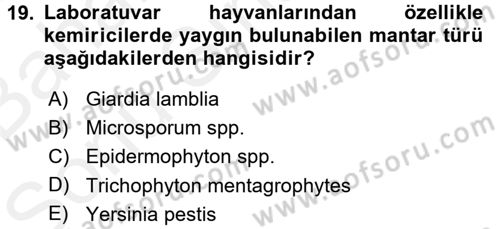 Laboratuvar Hayvanlarını Yetiştirme ve Sağlığı Dersi 2017 - 2018 Yılı (Final) Dönem Sonu Sınav Soruları 19. Soru